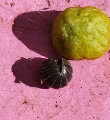 Armadillidium vulgare