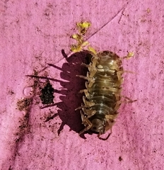 Armadillidium vulgare