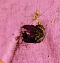 Armadillidium vulgare