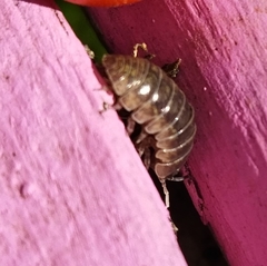Armadillidium vulgare