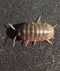 Armadillidium vulgare
