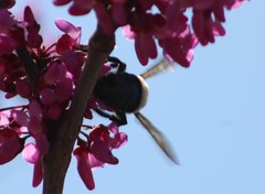 Xylocopa virginica