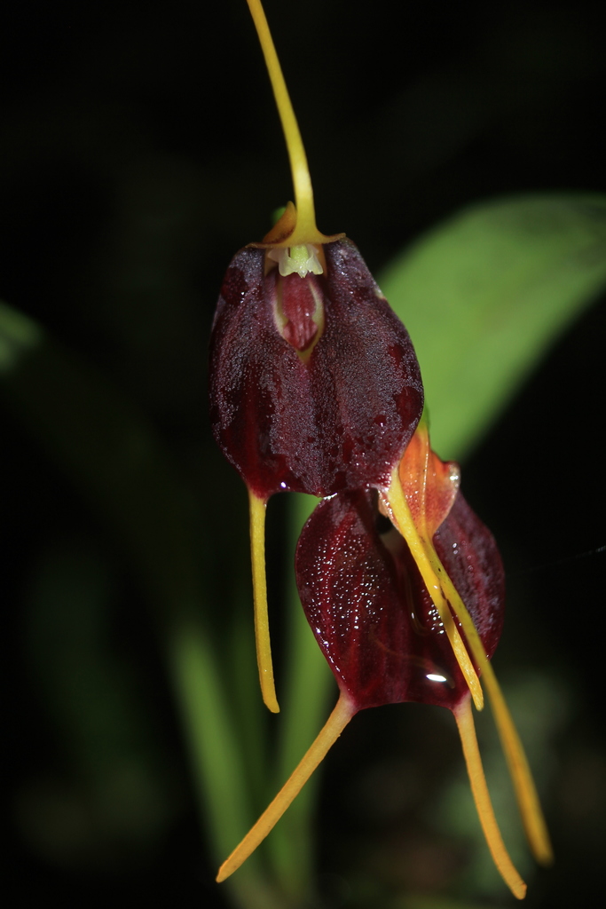 Masdevallia aenigma