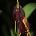 Masdevallia aenigma - Photo (c) Apipa, some rights reserved (CC BY-NC), uploaded by Apipa