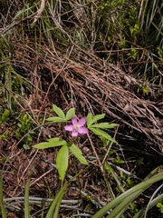 Anemonoides quinquefolia