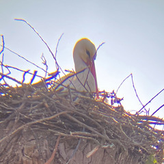 Ciconia ciconia