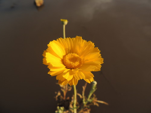 Desert Marigold