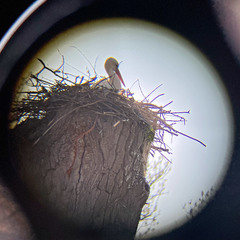 Ciconia ciconia