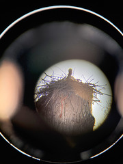 Ciconia ciconia