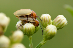 Chlamophora