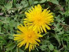 Taraxacum officinale