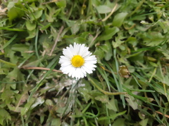 Bellis perennis