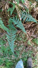 Athyrium reflexipinnum
