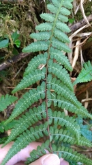 Athyrium reflexipinnum