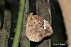 Dynastor darius ictericus