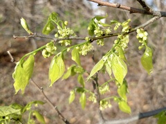 Celtis laevigata