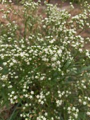 Parthenium bipinnatifidum