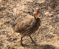 Pternistis leucoscepus