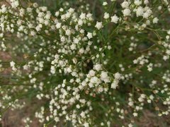 Parthenium bipinnatifidum