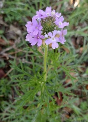 Glandularia bipinnatifida