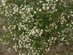 Parthenium bipinnatifidum