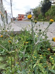 Simsia amplexicaulis