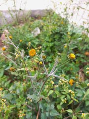 Simsia amplexicaulis