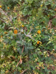 Simsia amplexicaulis