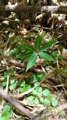 Paris polyphylla stenophylla