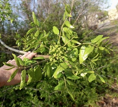 Zanthoxylum clava-herculis
