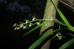 Epidendrum purum