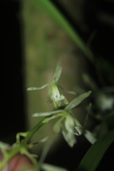 Epidendrum purum