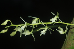 Epidendrum purum