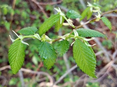 Ulmus americana