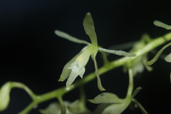 Epidendrum purum