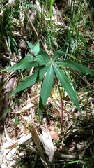 Paris polyphylla stenophylla