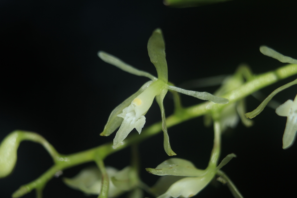 Epidendrum purum Lindl.