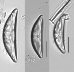 Amphora copulata