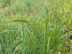 Hordeum murinum
