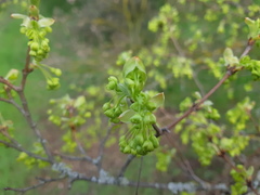 Acer monspessulanum