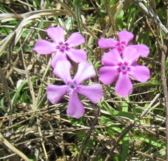 Phlox cuspidata