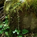 Asimitellaria formosana - Photo (c) Lin Scott, algunos derechos reservados (CC BY), subido por Lin Scott