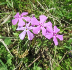 Phlox cuspidata