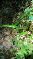 Polystichum stenophyllum