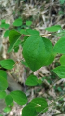 Smilax vaginata
