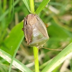 Edessa meditabunda