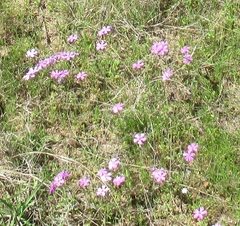Phlox cuspidata