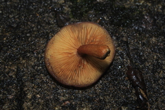 Gymnopilus subpurpuratus