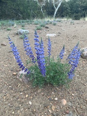 Lupinus argenteus palmeri