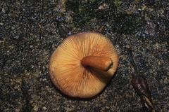Gymnopilus subpurpuratus